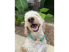 Load image into Gallery viewer, Infinity Braid in Teal &amp; Light Tan - Handmade Dog Collar