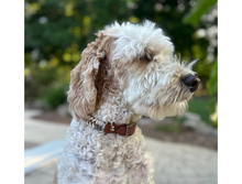 Load image into Gallery viewer, Fishtail Hand Braided Dog Collar in Tan &amp; Cream