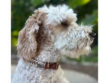 Load image into Gallery viewer, Fishtail Hand Braided Dog Collar in Tan &amp; Cream
