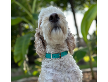 Load image into Gallery viewer, Fishtail Hand Braided Dog Collar in Teal &amp; Cream