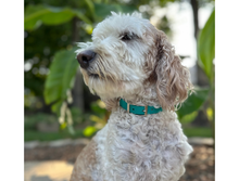 Load image into Gallery viewer, Fishtail Hand Braided Dog Collar in Teal &amp; Cream